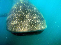 whale shark Philippines